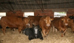 Vitamins & minerals for beef and sheep farmers